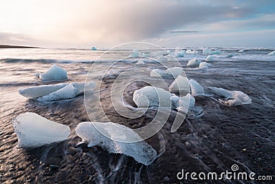 Diamond Beach in Iceland with blue icebergs melting on the black sand and ice glistening with sunrise sun light, tourist looking Stock Photo