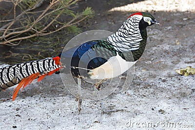 Diamond pheasant. Stock Photo