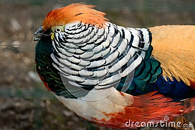 Diamond pheasant in a zoo, a bird of a number of chickens, a colored bird. Stock Photo