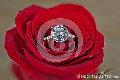 Diamond ring in red rose Stock Photo