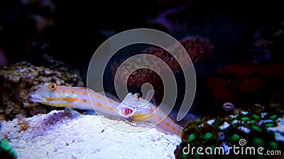 Diamond Watchman Goby - Valenciennea puellaris Stock Photo