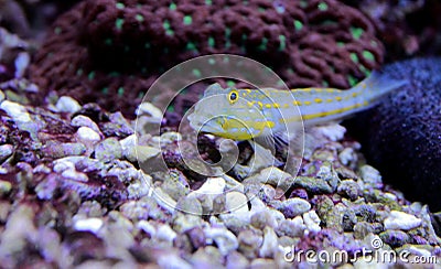 Diamond Watchman Goby - Valenciennea puellaris Stock Photo