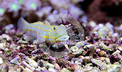 Diamond Watchman Goby - Valenciennea puellaris Stock Photo