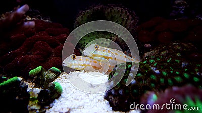 Diamond Watchman Goby - Valenciennea puellaris Stock Photo