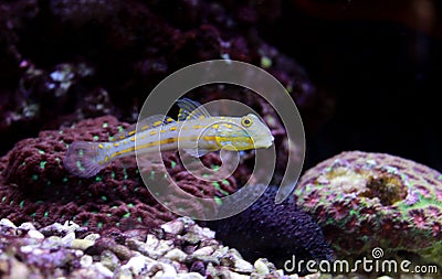 Diamond Watchman Goby - Valenciennea puellaris Stock Photo