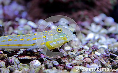 Diamond Watchman Goby - Valenciennea puellaris Stock Photo