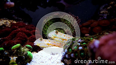 Diamond Watchman Goby - Valenciennea puellaris Stock Photo