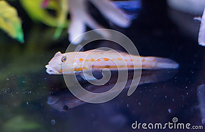 Diamond Watchman Goby Valenciennea puellaris Stock Photo