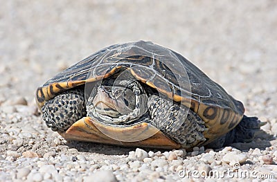 Diamondback Terrapin Stock Photo