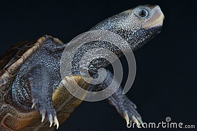 Diamondback terrapin Stock Photo