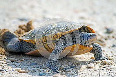 Diamondback Terrapin Laying Eggs Stock Photo