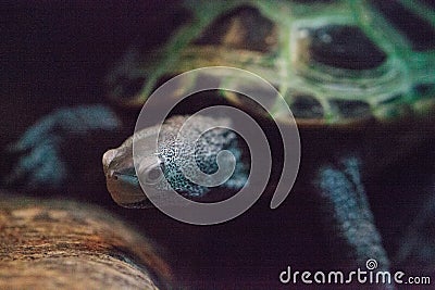 Diamondback terrapin Malaclemys terrapin turtle with a long neck Stock Photo