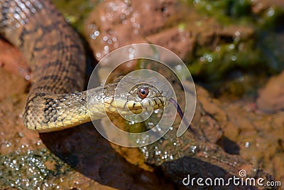 Diamondback Watersnake Stock Photography | CartoonDealer.com #39774920