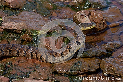 Diamondback watersnake Stock Photo