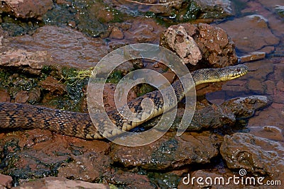 Diamondback watersnake Stock Photo