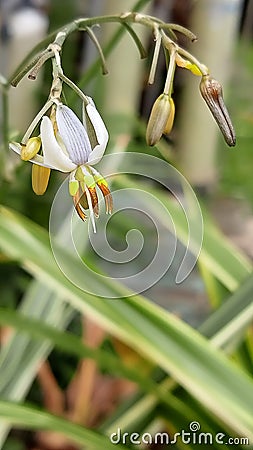 Dianella ensifolia is a flowering plant, from the Asphodelaceae family. Stock Photo