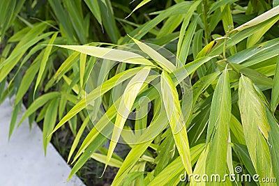 Dianella ensifolia plant Stock Photo