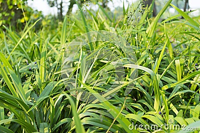 Dianella ensifolia plant Stock Photo