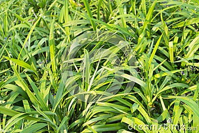 Dianella ensifolia plant Stock Photo