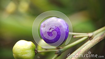 Dianella ensifolia purple fruit Stock Photo