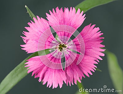 Dianthus Stock Photo