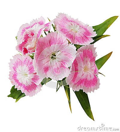 Dianthus Barbatus Stock Photo