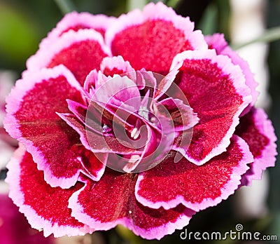 Dianthus barbatus 'Nanus' Stock Photo