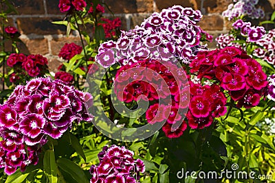 Dianthus barbatus (sweet william) flowers in a garden. Stock Photo