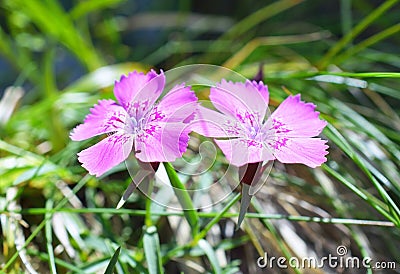 Dianthus callizonus Stock Photo