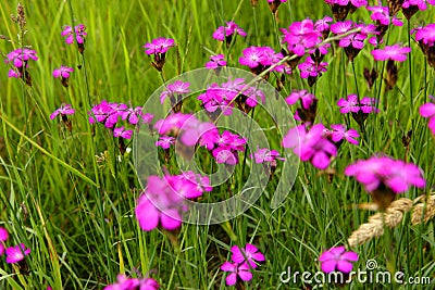 Dianthus callizonus Stock Photo