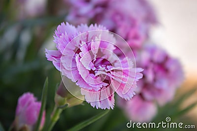 Dianthus caryophyllus - Cravo - Cravo-de-rosa Stock Photo