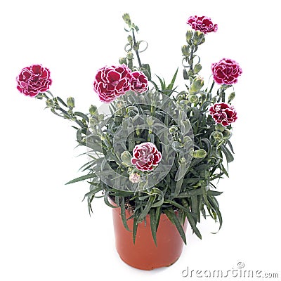 Dianthus caryophyllus Stock Photo