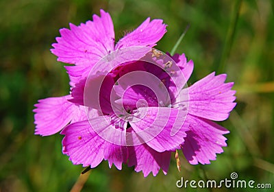 Dianthus (Cernation pink) Stock Photo