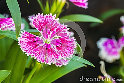 Dianthus chinensis Stock Photo