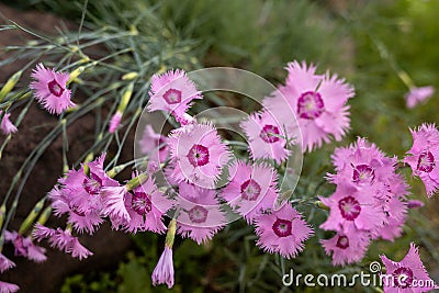 Dianthus deltoides; Caryophyllaceae. Carnation-pink herb. Close - up on a blurry background Stock Photo