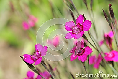 Dianthus Deltoides (Maiden Pink) Flowers Stock Photo