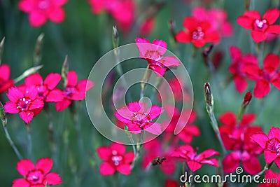 Dianthus deltoides, Maiden Pink or the stonecar is a beautiful ground cover Stock Photo