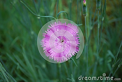 Dianthus deltoides pink flowers. Stock Photo