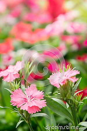 Dianthus flower , flower blossom in the garden , beautiful colo Stock Photo