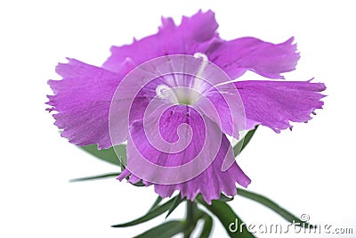 Dianthus flower Stock Photo