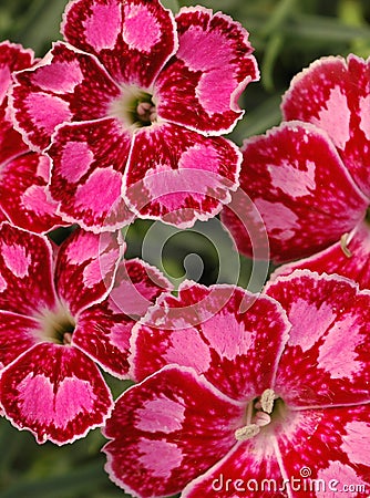 Dianthus Spotty Stock Photo