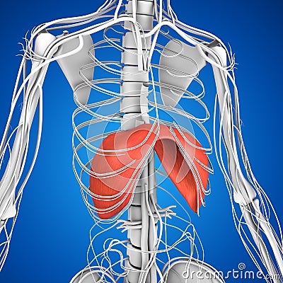 Diaphragm Stock Photo