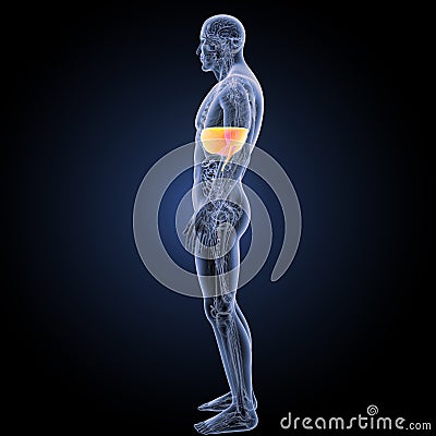 Diaphragm with anatomy lateral view Stock Photo