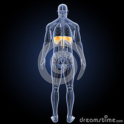 Diaphragm with anatomy posterior view Stock Photo