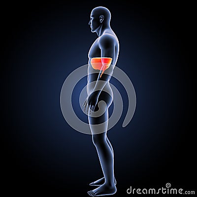 Diaphragm with body lateral view Stock Photo