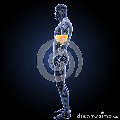Diaphragm with circulatory system lateral view Stock Photo