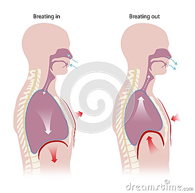 Human respiration Inhalation and Exhalation Stock Photo