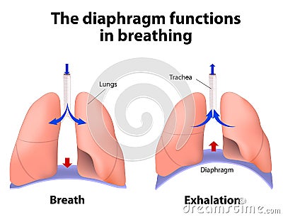 The diaphragm functions in breathing Vector Illustration