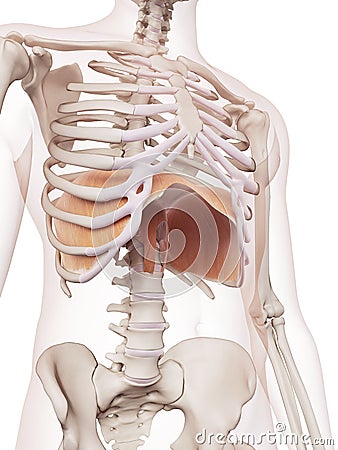 The diaphragm Cartoon Illustration