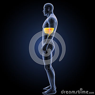 Diaphragm with skeleton lateral view Stock Photo